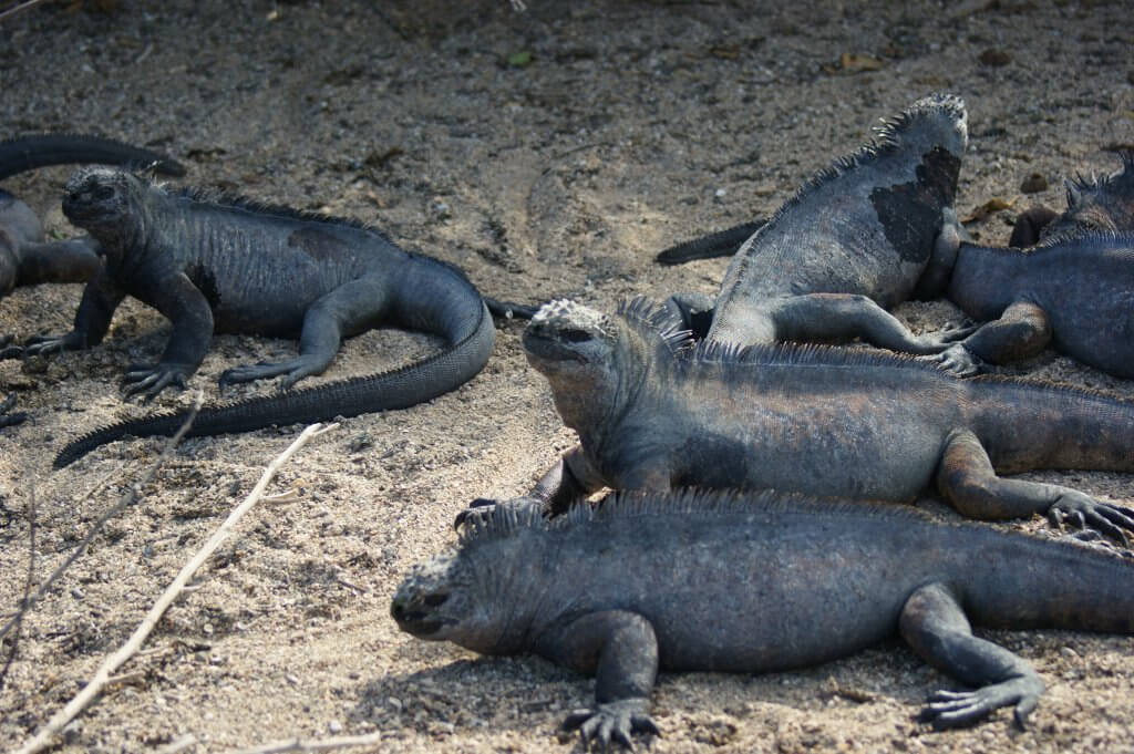 Several Marine Iguanas laying around in the sun