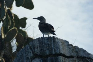 Another Blue Footed Booby