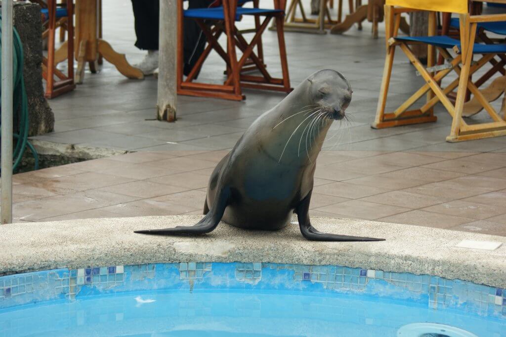 A Sea Lion about to take a dip in the hotels pool on the galapagos islands