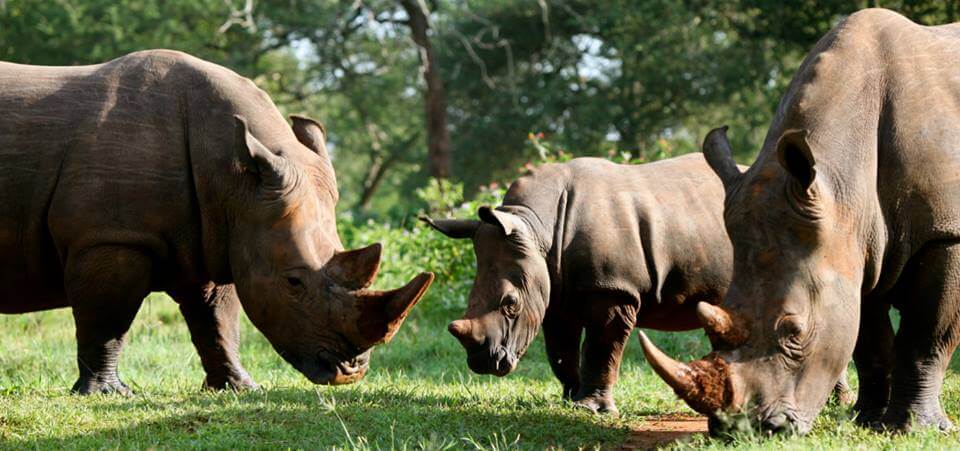 family of rhinos