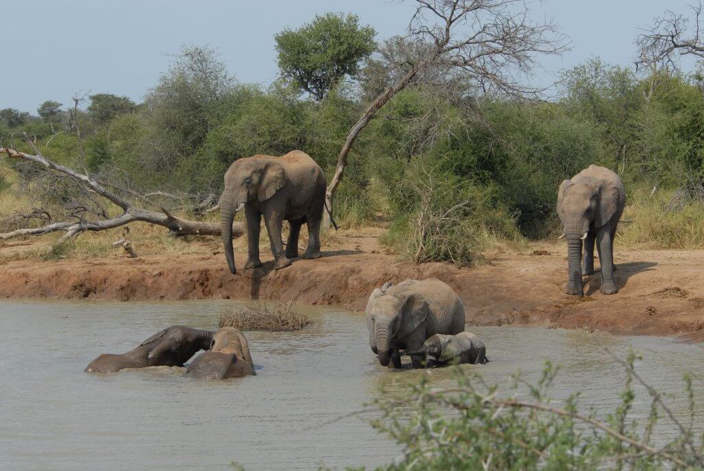 elephants bathing and playing