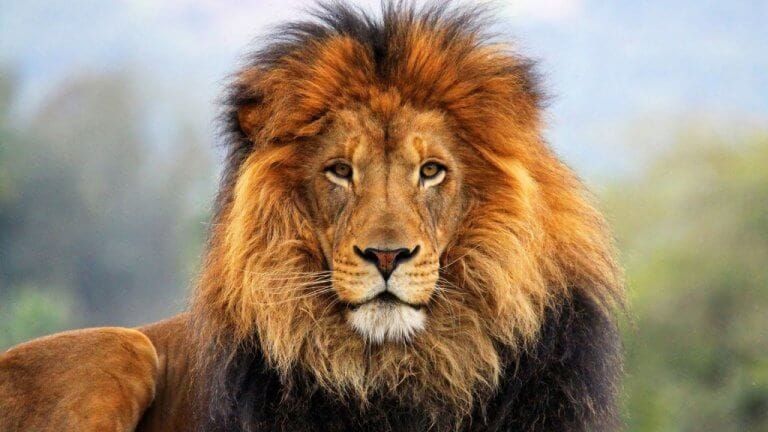 The King of the jungle