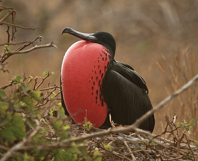 male frigate bird