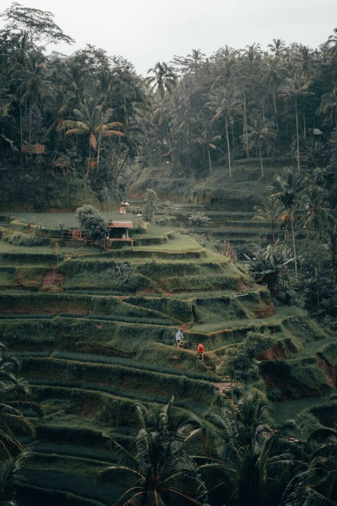 tiered rice fields in bali