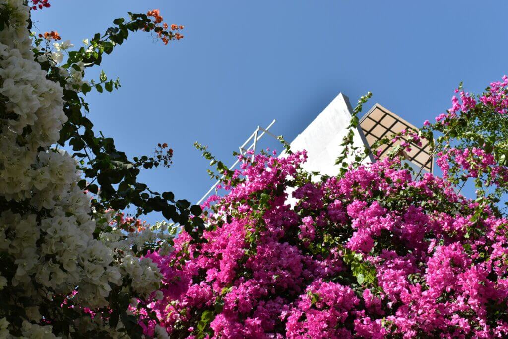 the vibrant colours of the bougainvillea